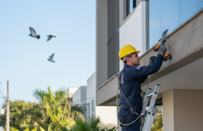 Controle de Pombos e Morcegos